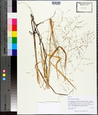 Kellochloa verrucosa image