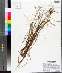 Kellochloa verrucosa image