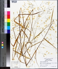 Kellochloa verrucosa image