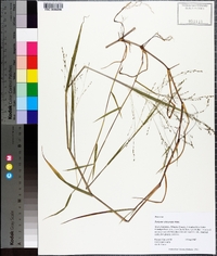 Kellochloa verrucosa image