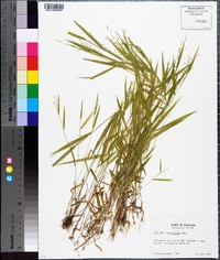 Kellochloa verrucosa image