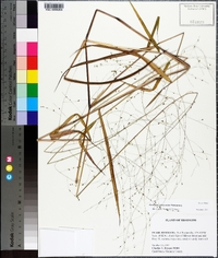 Kellochloa verrucosa image