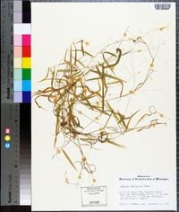 Kellochloa verrucosa image