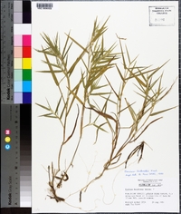 Panicum bicknellii image