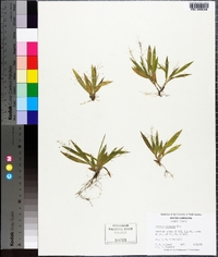 Panicum ciliatum image