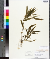 Panicum clutei image