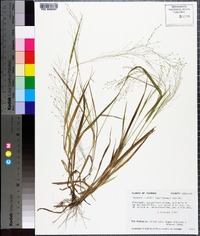 Panicum flexile image