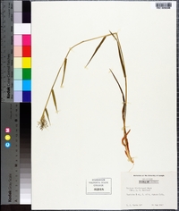 Panicum lindheimeri image