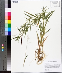 Panicum lindheimeri image