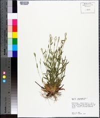 Panicum polycaulon image