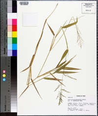 Panicum polygonatum image