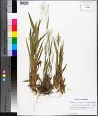 Panicum praecocius image