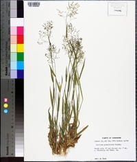 Panicum praecocius image