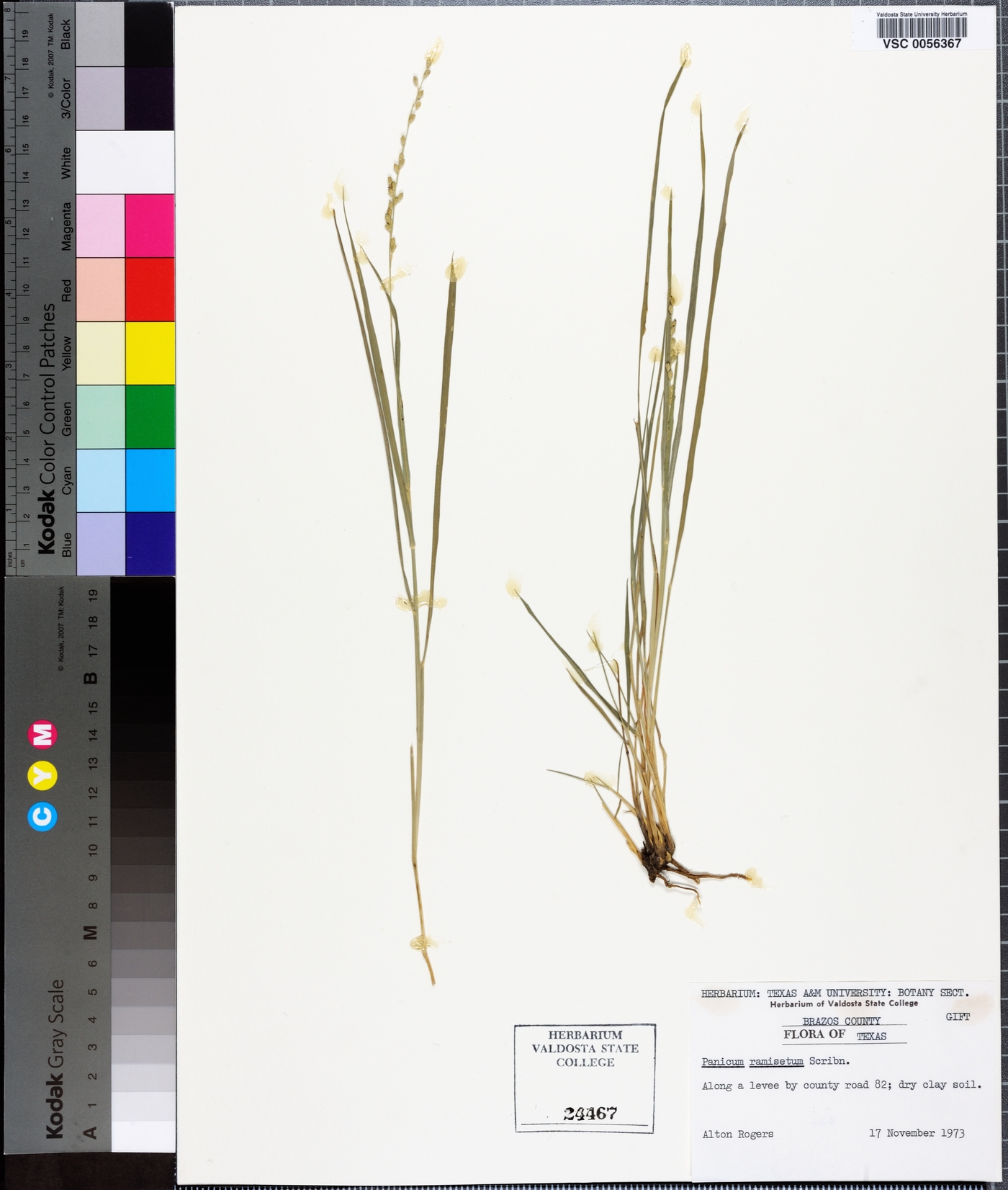 Panicum ramisetum image