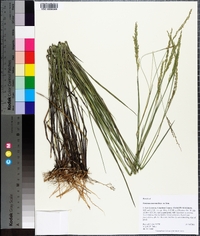 Panicum tenerum image