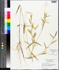 Panicum yadkinense image