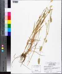 Phalaris caroliniana image