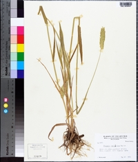 Phalaris caroliniana image