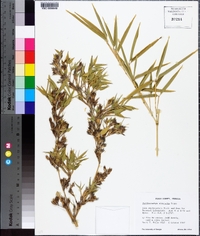 Phyllostachys nidularia image