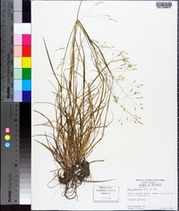 Poa autumnalis image