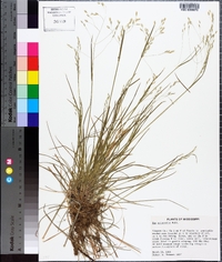 Poa autumnalis image