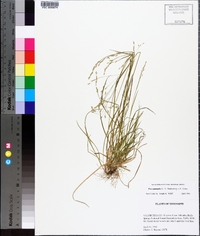 Poa autumnalis image