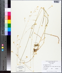 Poa saltuensis image