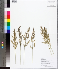 Poa sylvestris image