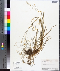 Poa sylvestris image