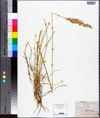 Poa arachnifera image