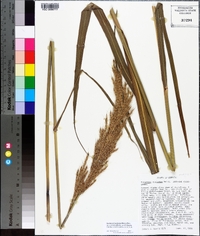 Saccharum brevibarbe image