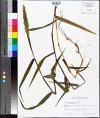Sacciolepis striata image