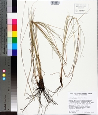 Schizachyrium tenerum image