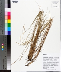 Schizachyrium tenerum image