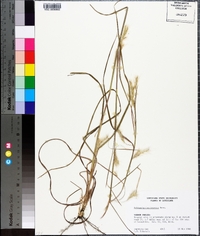 Schizachyrium tenerum image