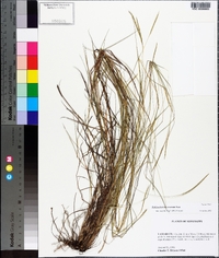 Schizachyrium tenerum image