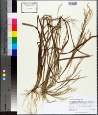 Schizachyrium stoloniferum image