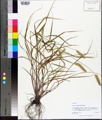 Setaria corrugata image