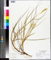 Setaria corrugata image