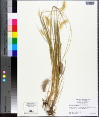 Setaria corrugata image