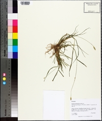 Setaria pumila image