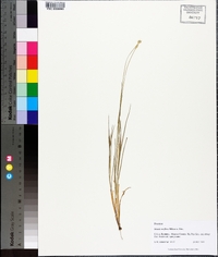 Setaria rariflora image