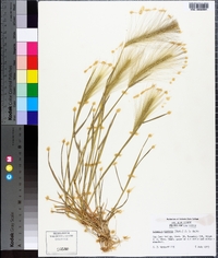 Elymus elymoides subsp. elymoides image