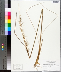 Sorghastrum elliottii image