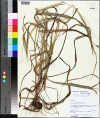 Heteropogon melanocarpus image