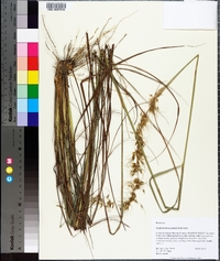 Sorghastrum secundum image