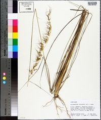 Sorghastrum secundum image