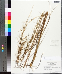 Sorghastrum secundum image