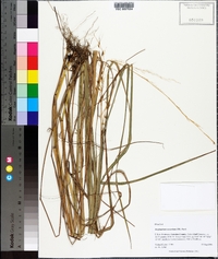 Sorghastrum secundum image