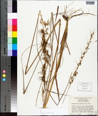 Sorghastrum secundum image